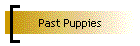 Past Puppies