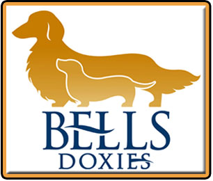 Come See our Doxies at BellsDoxies.com